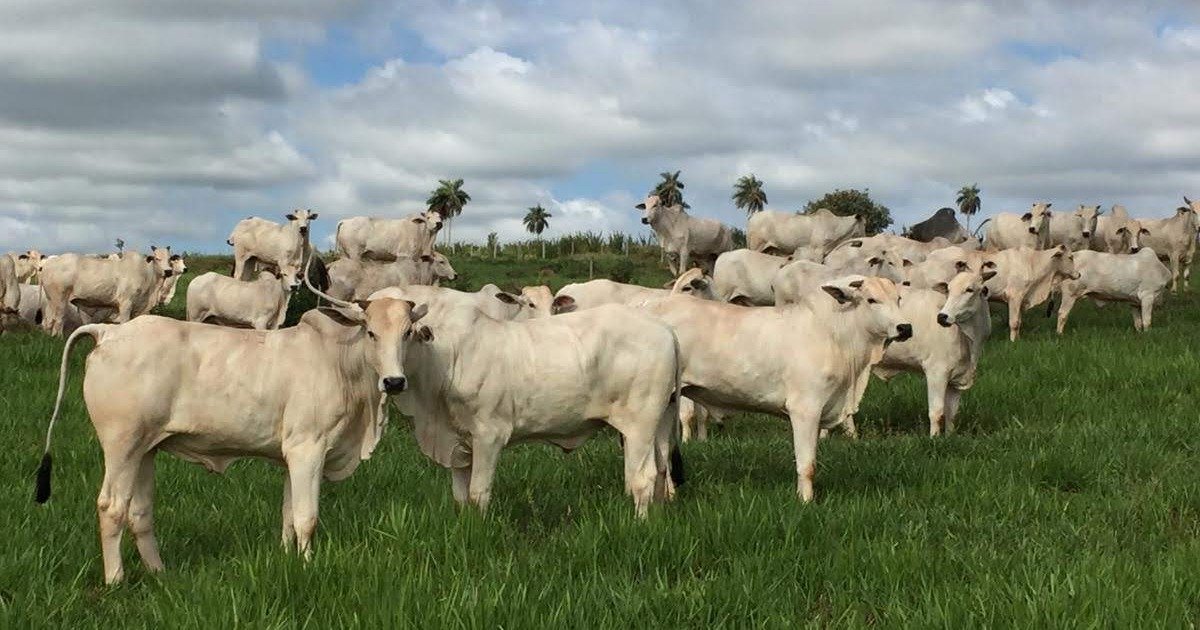 OPERAÇÃO VACA LOCA